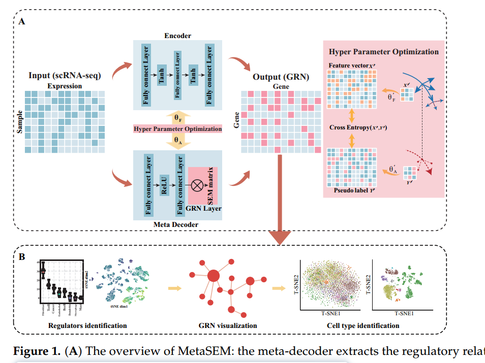 论文解读：《MetaSEM:通过元学习从单细胞 RNA 数据中推断基因调控网络》_数据集