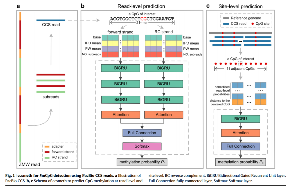 论文解读：DNA 5-甲基胞嘧啶检测和甲基化分相 PacBio 循环共识测序_数据集