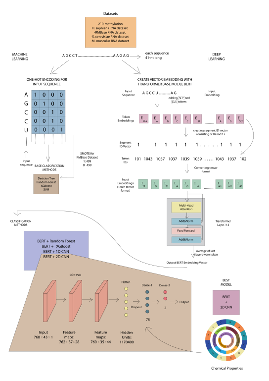 论文解读：BERT2OME:基于BERT的变压器结构预测RNA序列中的2 