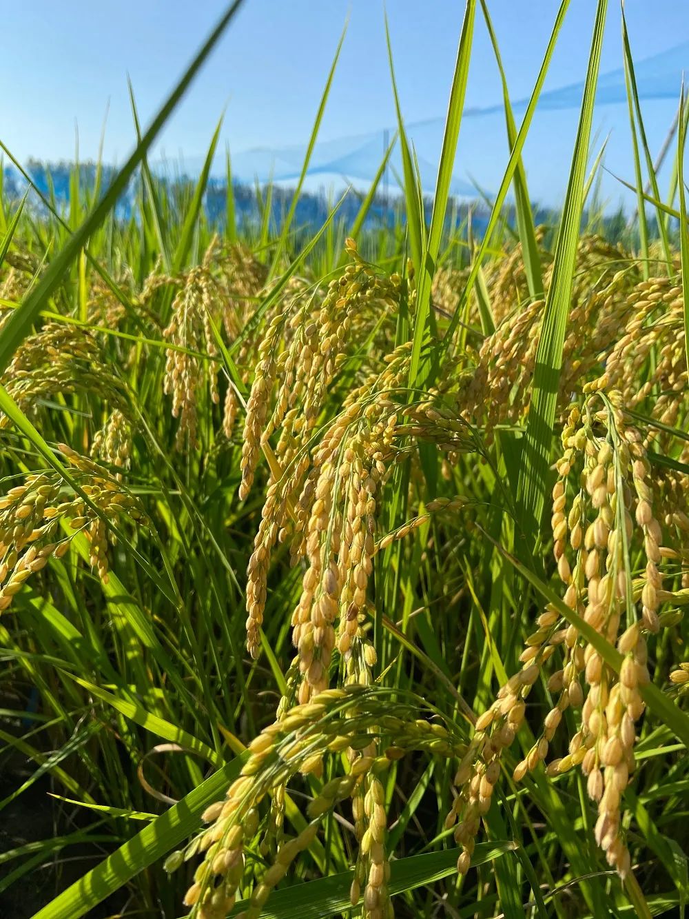 Science：中国农业科学院作物科学研究所周文彬团队在水稻中发现单一基因可使水稻显著增产..._人工智能