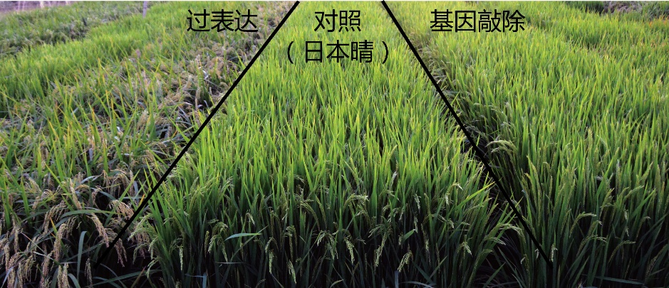 Science：中国农业科学院作物科学研究所周文彬团队在水稻中发现单一基因可使水稻显著增产..._大数据_02