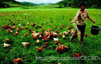 区块链加速产业革命，打造畜禽养殖业发展新途径_养殖业