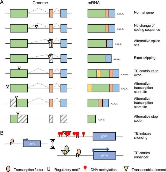 泛基因组助力作物育种改良_预测模型_02