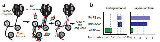 ATAC-seq 染色质可及性/开放性_ci