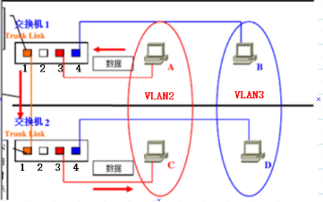 职场小白必备知识点-VLAN&TRUNK_数据帧_14