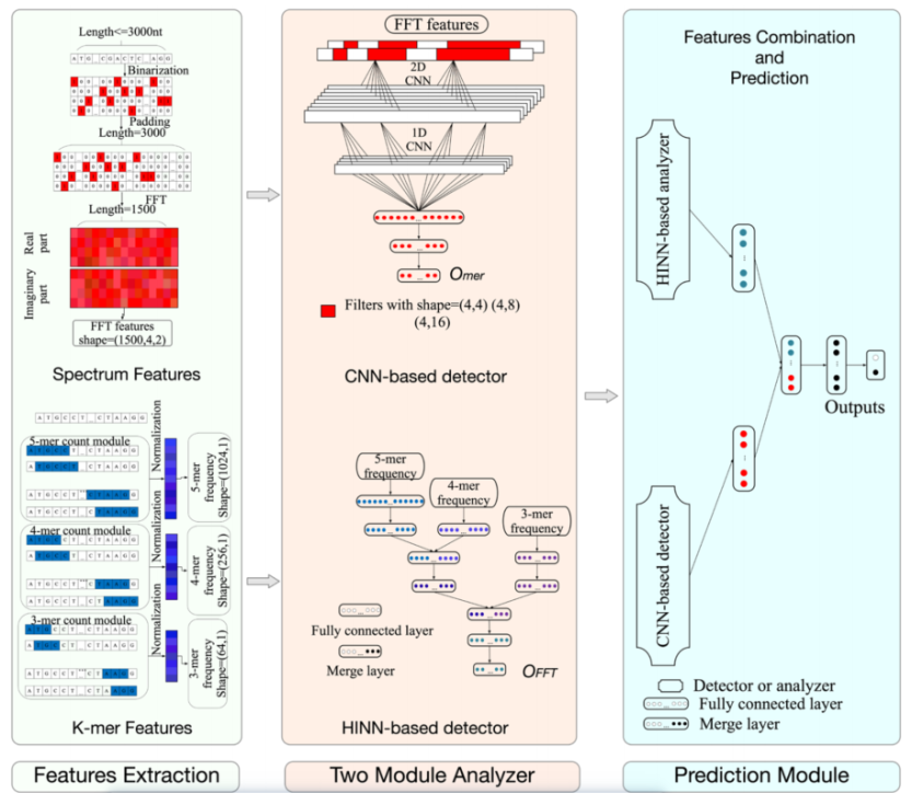 LncDLSM: Identification of Long Non-coding RNAs with Deep Learning-based Sequence Model_神经网络
