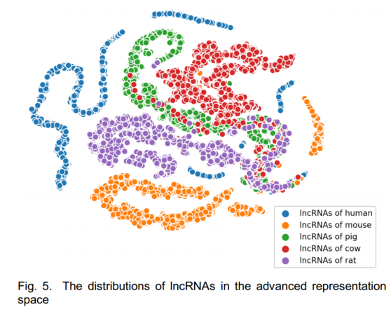 LncDLSM: Identification of Long Non-coding RNAs with Deep Learning-based Sequence Model_神经网络_29