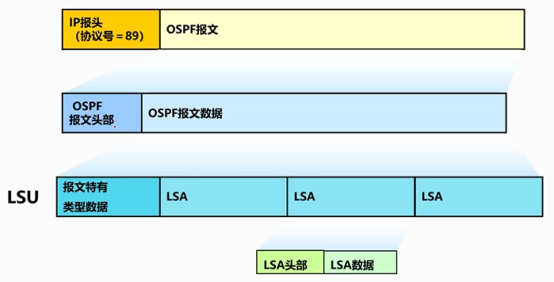 Cisco CCNP——OSPF网络类型&LSA链路状态通告_网络类型_08