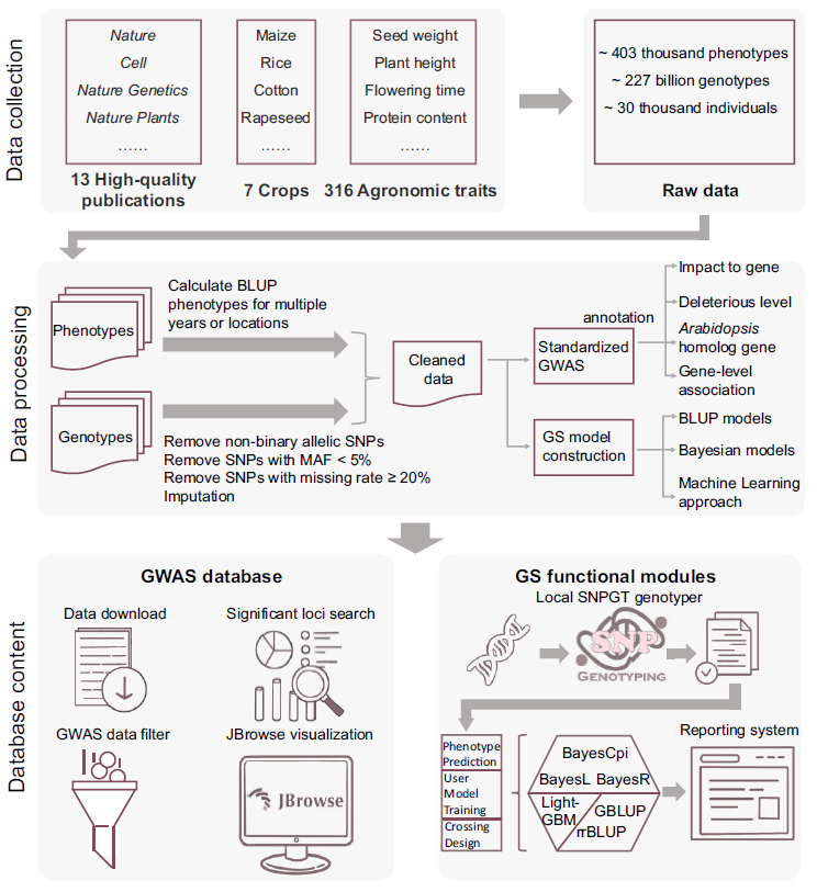 NAR | 华大和上海师范大学开发的基因组选择平台CropGS-Hub_html_04