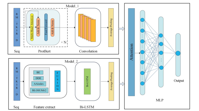 deep - glu:卷积神经网络和Bi-LSTM模型的结合，使用ProtBert和手工特征来识别l_语言模型_10